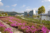 杜鹃花海